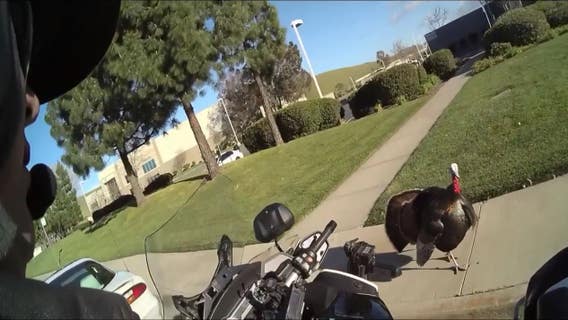 Livermore officer approached by turkey while on patrol, saves driver from speeding ticket