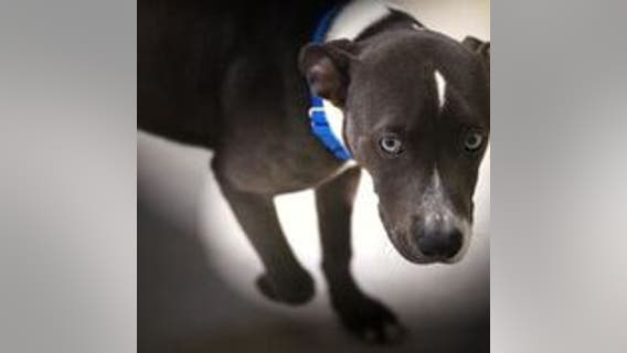 Stolen shelter dog in Berkeley is found, officials believe she was taken by a volunteer