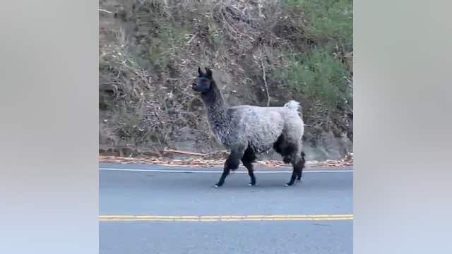 'Lovely llama': Firefighters help rescue a llama wandering near Tilden Regional Park