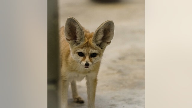 Oakland Zoo caring for rescued exotic fox