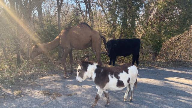 Cow, donkey and camel found roaming, reminiscent of a Christmas Nativity scene