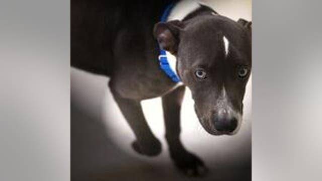 Stolen shelter dog in Berkeley is found, officials believe she was taken by a volunteer