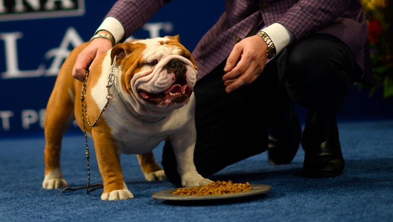 Bulldog named