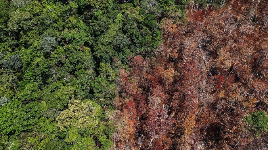 RAINFOREST-AERIAL-GETTY.jpg