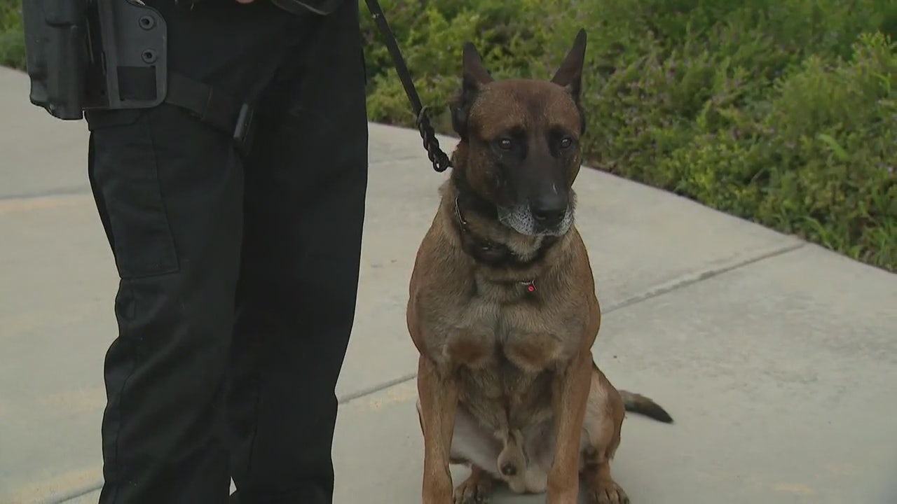 Police K-9 Launches Inside Vehicle To Apprehend Pursuit Suspect In ...