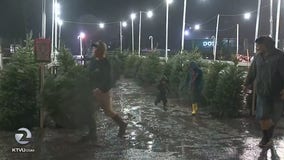 Residents brave rain in Santa Rosa for fresh Christmas trees