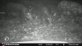 Feral pigs may face euthanasia after repeatedly tearing up a Lafayette park