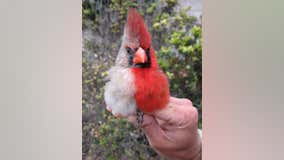 Cardinal with rare abnormality discovered in central Texas