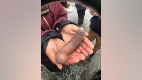 Fat innkeeper worms, also known as 'penis fish,' strand on Marin Beach