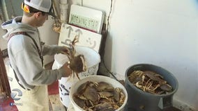 Fish and wildlife department delays commercial crab season