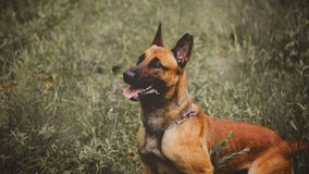 Border Patrol K-9 shot and killed in El Paso, Texas