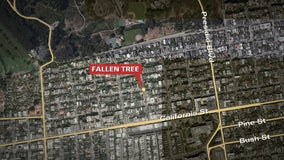 Two injured by falling tree in Presidio Heights