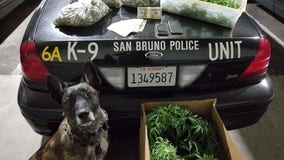 Five pounds of marijuana found during San Bruno traffic stop