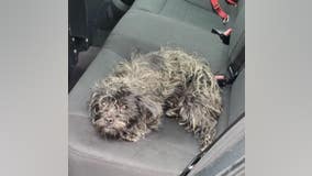 CHP officer rescues poodle from I-980 in Oakland