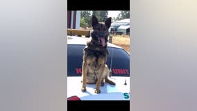 Stolen vehicle suspect arrested after Sonoma Co. sheriff deputy's K-9 bites him