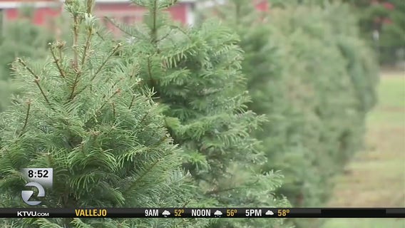 Christmas tree shortage pushes prices higher