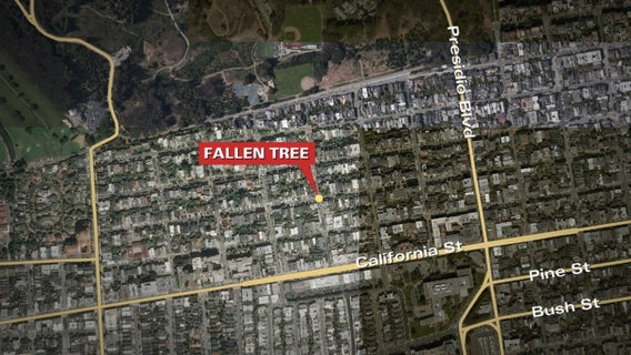 Two injured by falling tree in Presidio Heights