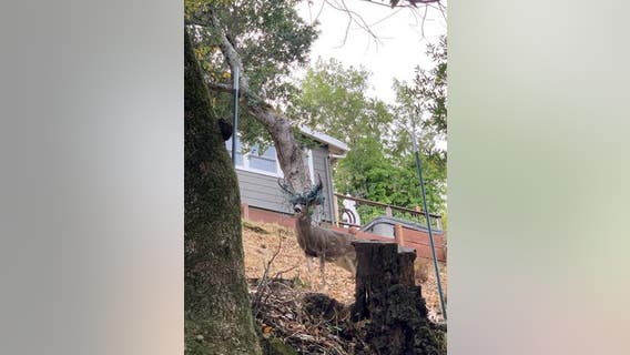 Deer in San Anselmo gets antlers tangled in Christmas lights