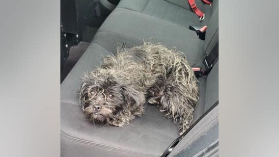 CHP officer rescues poodle from I-980 in Oakland