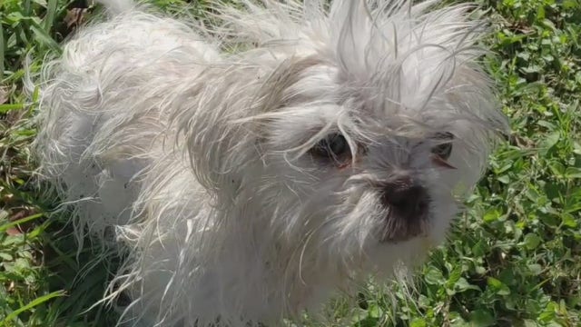 Cloned puppy found safe in neighbor's vacant home after 6 days