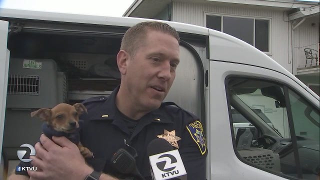 Stolen van with dozens of dogs, mostly rescues, found in Oakland