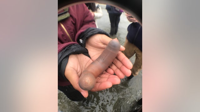 Fat innkeeper worms, also known as 'penis fish,' strand on Marin Beach