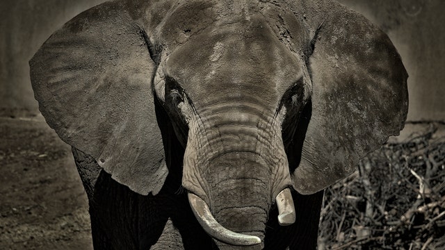 Oakland Zoo's oldest elephant collapses, dies at age 50