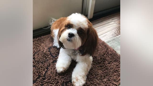 Puppy stolen from car in Castro Valley parking lot, deputies say