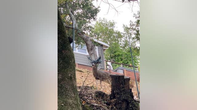 Deer in San Anselmo gets antlers tangled in Christmas lights