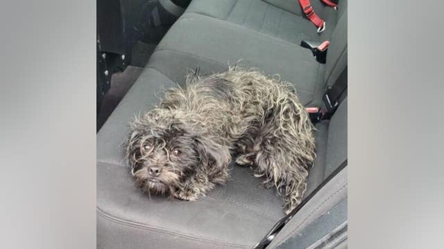 CHP officer rescues poodle from I-980 in Oakland