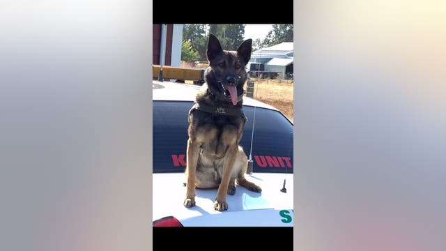 Stolen vehicle suspect arrested after Sonoma Co. sheriff deputy's K-9 bites him