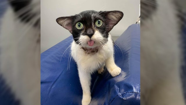 Rescue cat looks like 'Baby Yoda,' warms the internet's hearts with adorableness