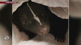 Stinky surprise: Skunk gets stuck in Mill Valley dryer vent