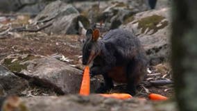 New South Wales authorities drop vegetables from helicopter to feed animals in Australia