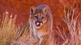 Mountain lion sighting at San Mateo's Laurelwood Park