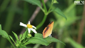 Officials propose California butterfly for threatened list