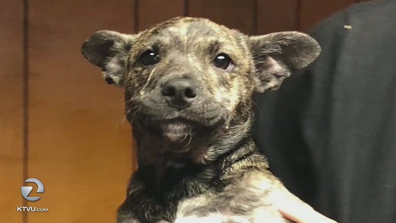 Vallejo family pleads for return of missing dog later adopted