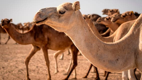 Woman who fell off camel suing TripAdvisor for failing to make sure the tour was safe