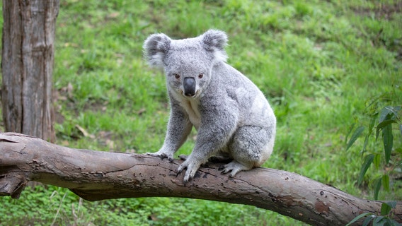 San Francisco Zoo holds naming contest for new koala