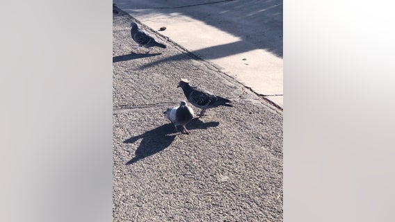 Pigeon wearing tiny sombrero discovered in Reno