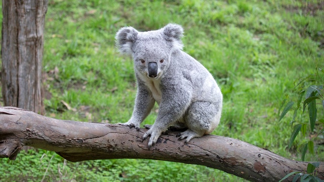 San Francisco Zoo holds naming contest for new koala