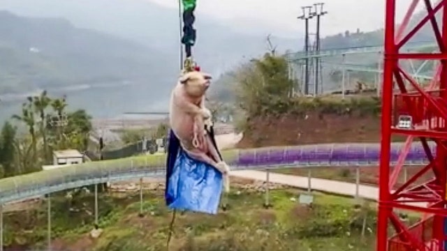 Chinese theme park sparks international backlash after forcing pig to bungee jump