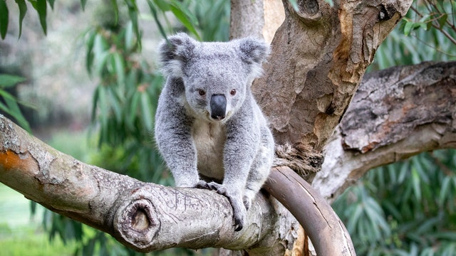 Koala naming contest at SF Zoo to raise money for Australia