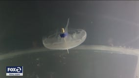 Stanford scientist creates bionic jellyfish that could aid in future research