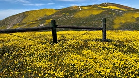 Can we expect another super bloom in California in 2020?