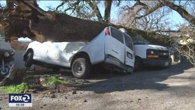 Wind topples trees in Sonoma County