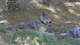 Endangered gray wolf found dead in Northern California