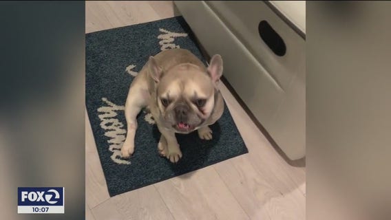 Caught on camera: Dog stolen from hair salon in San Jose