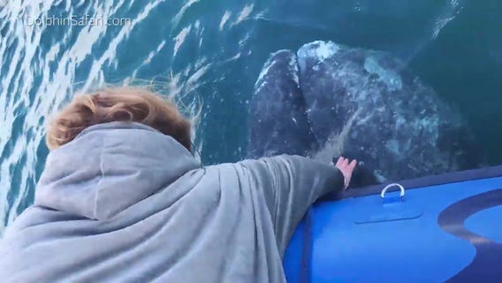 Whale gets close enough to pet off SoCal coast