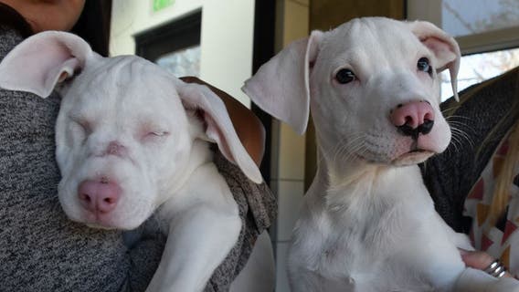 Animal center seeking home for a deaf and blind puppy and her sibling guide dog